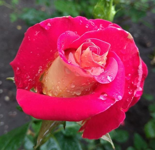 Photo - Rose-Marry67
