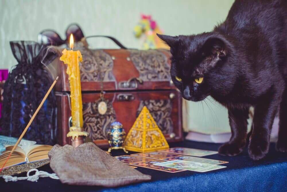 Photo - Een illustratie van een vraag aan een dierenmedium over het vorige leven van een huisdier