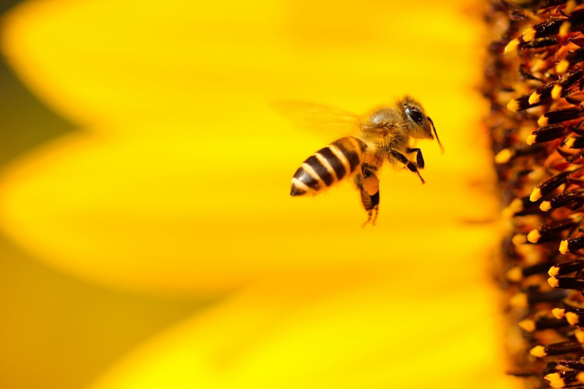 Bijen die om iemand heen vliegen als symbool van productiviteit en spirituele afstemming Photo - Bijen die om iemand heen vliegen als symbool van productiviteit en spirituele afstemming