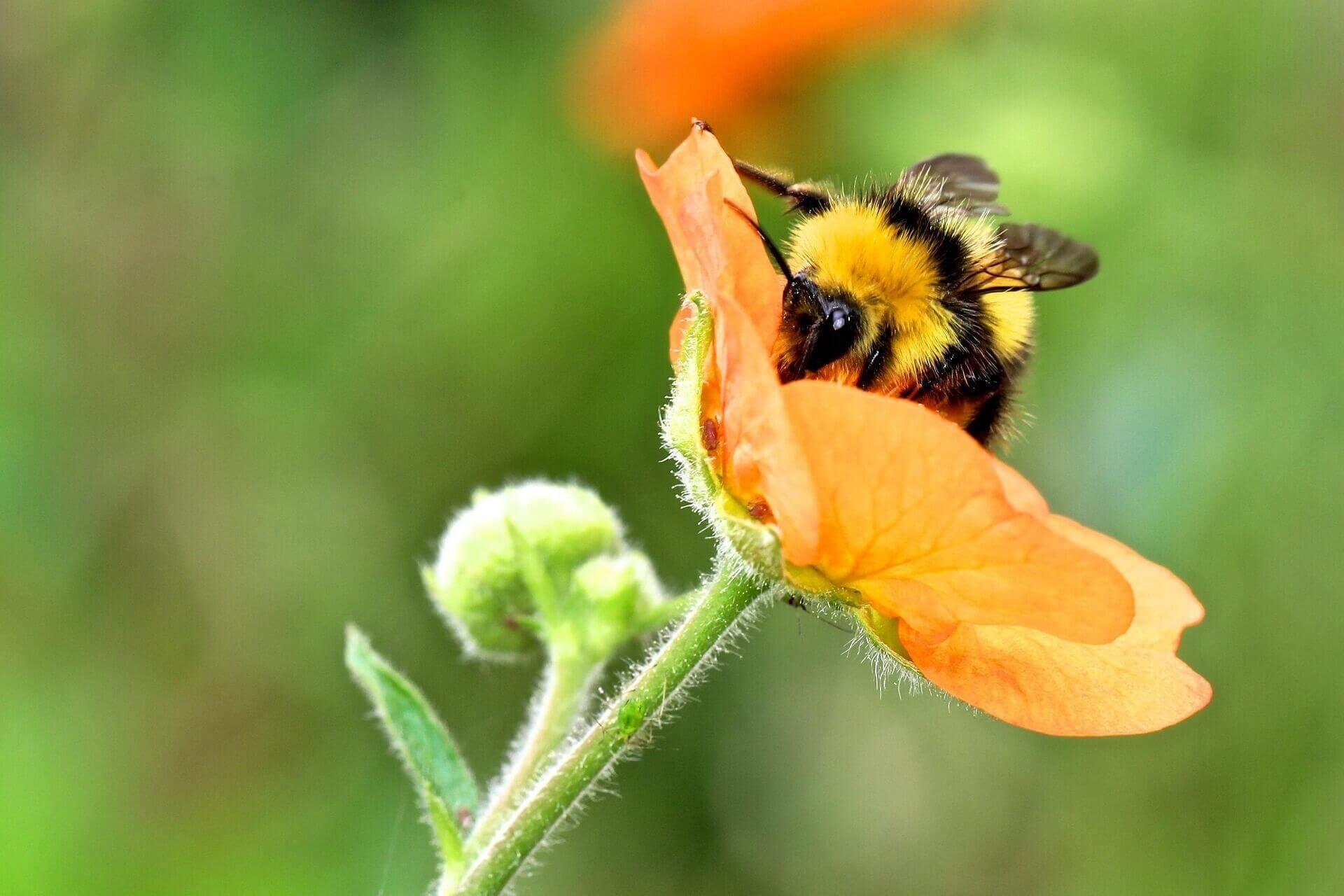 Een close-up van een hommel, waar je een lezing kunt krijgen van een spirituele adviseur Photo - Een close-up van een hommel, waar je een lezing kunt krijgen van een spirituele adviseur