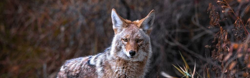Een foto van een coyote als symbool van spirituele wijsheid en aanpassingsvermogen Photo - Een foto van een coyote als symbool van spirituele wijsheid en aanpassingsvermogen