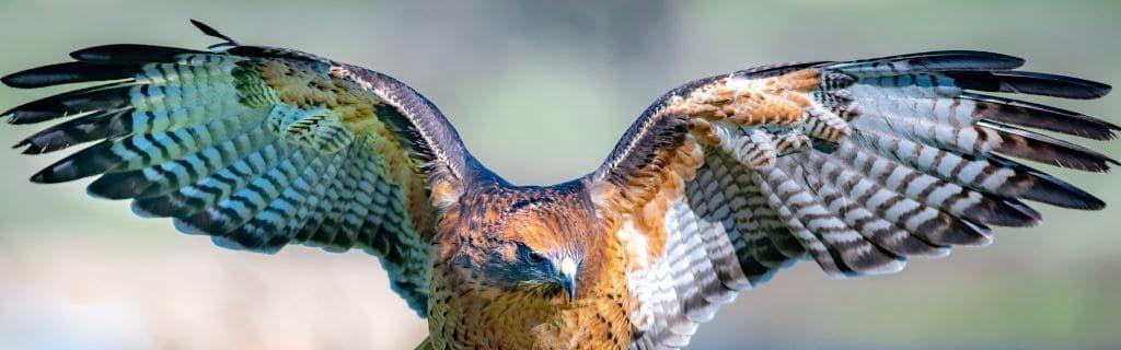 Een foto van een roodstaartbuizerd, waar je een lezing kunt krijgen van een spirituele adviseur Photo - Een foto van een roodstaartbuizerd, waar je een lezing kunt krijgen van een spirituele adviseur