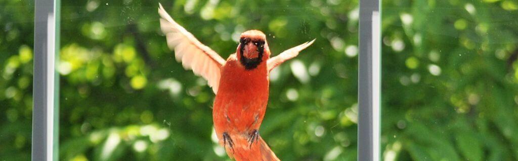 Een kardinaalvogel die tegen het raam tikt als teken van spirituele communicatie Photo - Een kardinaalvogel die tegen het raam tikt als teken van spirituele communicatie
