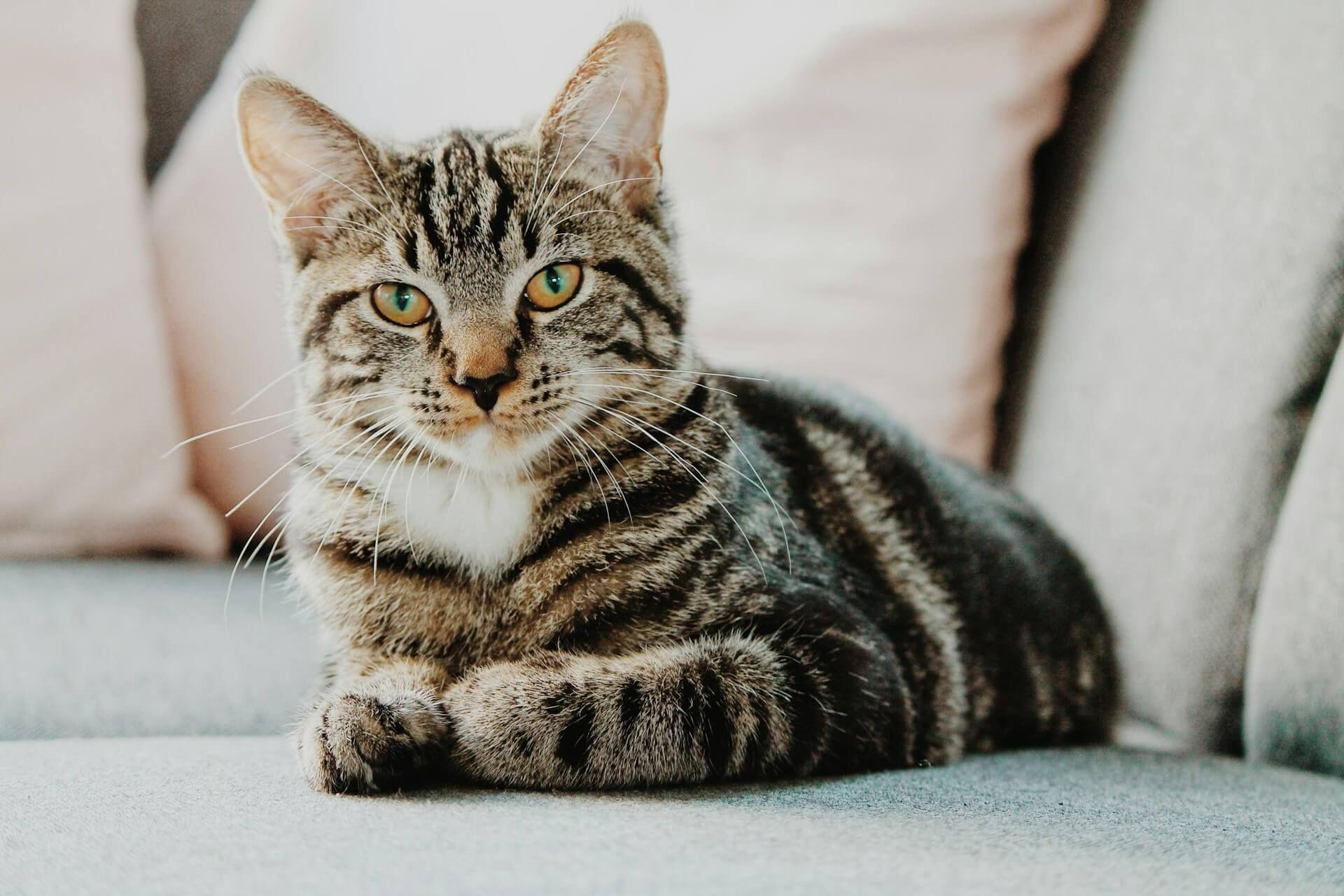 Een kat die naar iemand staart als symbool van spiritueel bewustzijn en intuïtie Photo - Een kat die naar iemand staart als symbool van spiritueel bewustzijn en intuïtie