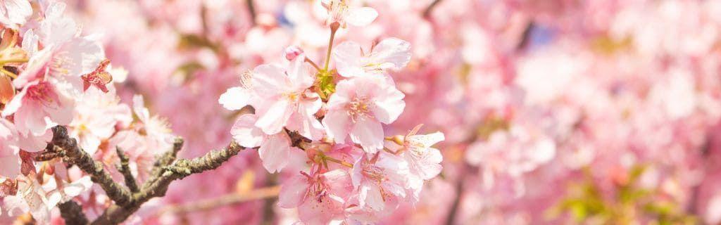 Kersenbloesems als symbool van spirituele groei en vernieuwing, te zien in het artikel op AskNebula Photo - Kersenbloesems als symbool van spirituele groei en vernieuwing, te zien in het artikel op AskNebula