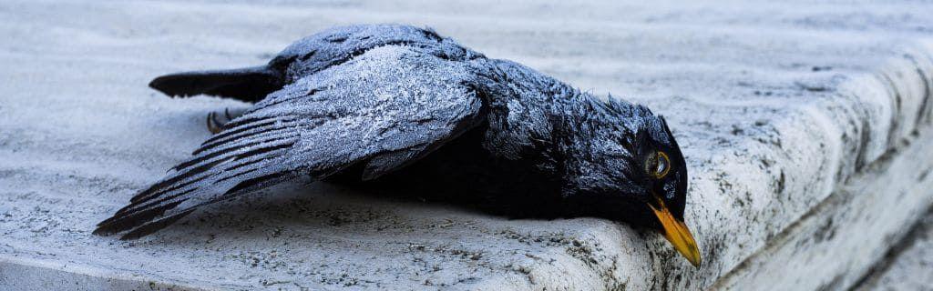 Het lichaam van een vogel op een steen, als illustratie bij dit artikel op de blog van AskNebula Photo - Het lichaam van een vogel op een steen, als illustratie bij dit artikel op de blog van AskNebula