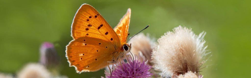Een oranje vlinder als symbool van creativiteit en spirituele energie, op de blog van AskNebula Photo - Een oranje vlinder als symbool van creativiteit en spirituele energie, op de blog van AskNebula
