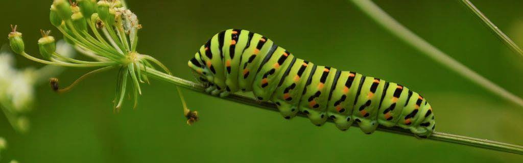 Een rups op een blad als symbool van transformatie en spirituele verandering, in het blogartikel Photo - Een rups op een blad als symbool van transformatie en spirituele verandering, in het blogartikel