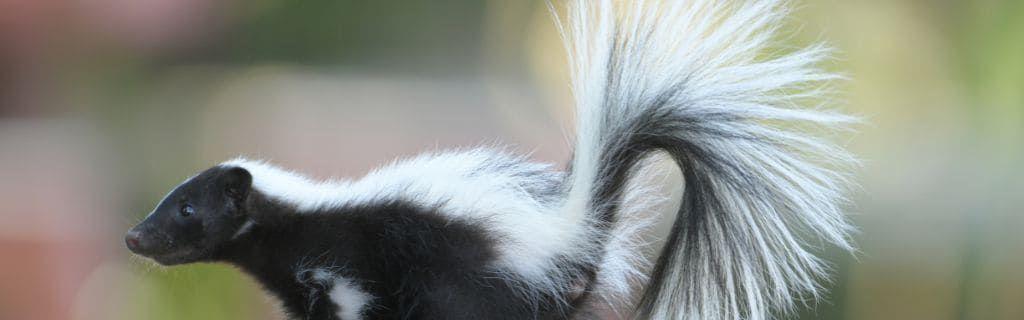 Een stinkdier in de natuur als symbool van zelfvertrouwen en spirituele bescherming Photo - Een stinkdier in de natuur als symbool van zelfvertrouwen en spirituele bescherming