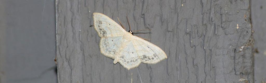 Een witte mot als symbool van intuïtie en spirituele transformatie, op de blog van AskNebula Photo - Een witte mot als symbool van intuïtie en spirituele transformatie, op de blog van AskNebula